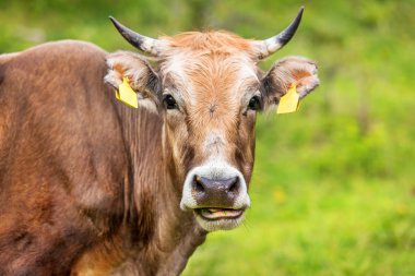 Çayırda inek. doğa kompozisyon.
