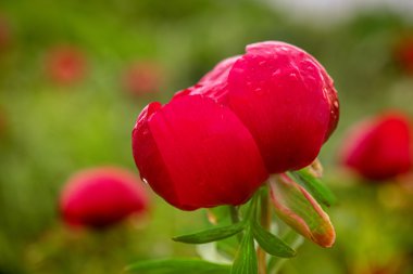 Ulusal arkeolojik Reserveyailata, vahşi peonies.