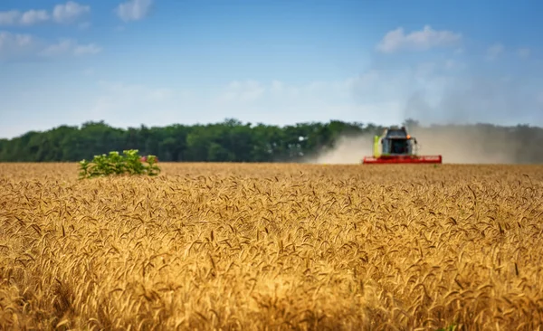 Harvester combine harvesting wheat on sunny summer day. — Stock Photo, Image