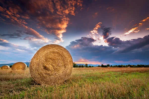 Campo agrícola con fardos de heno al atardecer . Fotos de stock libres de derechos