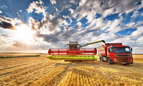 Kombinera skördare i arbete på vetefält, lossa spannmål — Stockfoto
