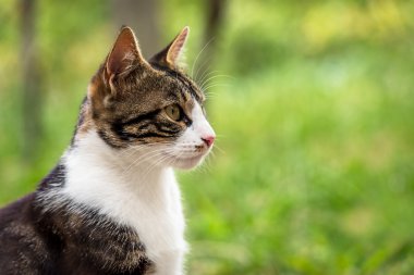 kedi yaz yeşil çimen.