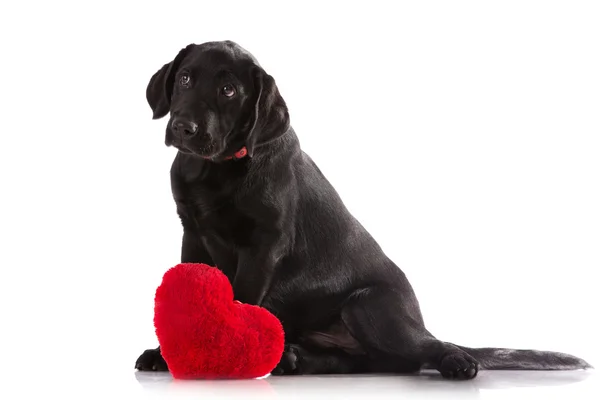 En älskare valentine valp hund med ett rött hjärta isolerad på vit bakgrund. — Stockfoto