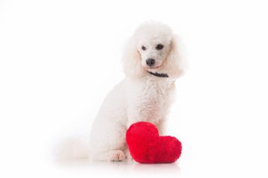 Beyaz arka plan üzerinde izole kırmızı bir kalp ile sevgilisi Sevgililer yavru köpek.