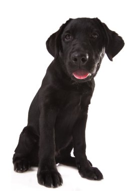 Labrador Retriever beyaz üzerine izole.