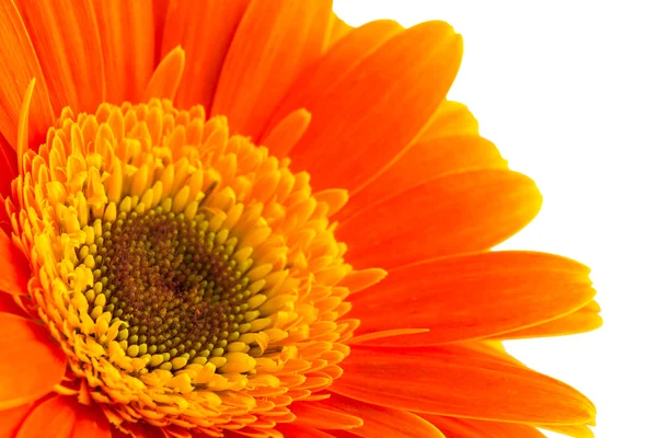 Orange Gänseblümchen Gerbera Blume auf weiß. — Stockfoto