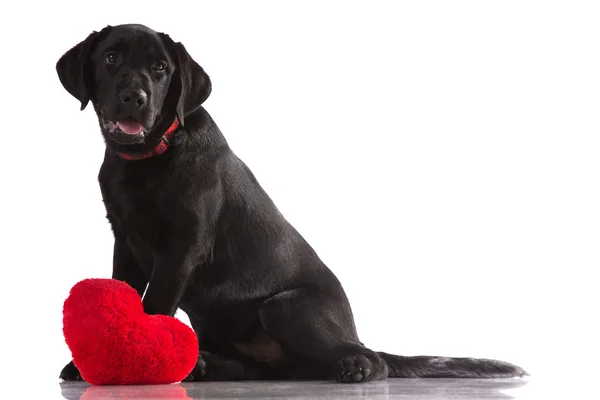 En älskare valentine valp hund med ett rött hjärta isolerad på vit bakgrund. — Stockfoto