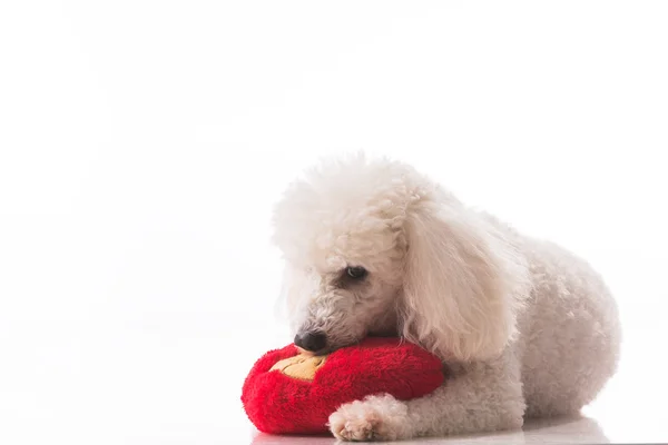 Egy szerető Valentin kiskutya kutya-val egy piros szív elszigetelt fehér background. — Stock Fotó