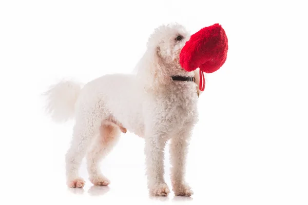 A lover valentine puppy dog with a red heart isolated on white background. — Stock Photo, Image