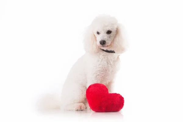 पांढरा पार्श्वभूमीवर लाल हृदय असलेल्या प्रेमी व्हॅलेंटाईन कुत्रा कुत्रा . — स्टॉक फोटो, इमेज