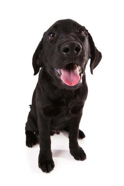 Labrador retriever isolerad på vitt. — Stockfoto