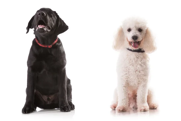 Two dogs (Labrador Retriever and Poodle) on a white background. — Stock Photo, Image