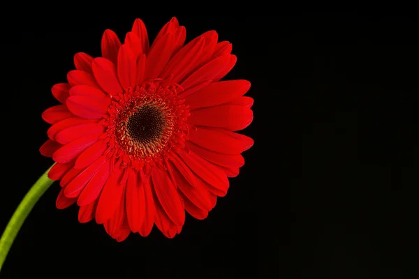 Rote Daisy Gerbera Blume auf Weiß. — Stockfoto