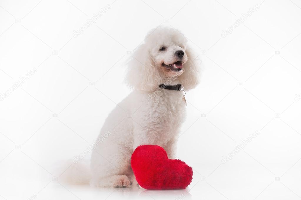 A lover valentine puppy dog with a red heart isolated on white background.