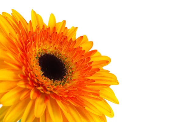 Gänseblümchen-Gerbera-Blume auf weiß. — Stockfoto