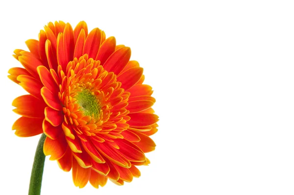 Orange Gänseblümchen Gerbera Blume auf weiß — Stockfoto