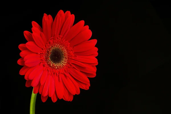 Schöne Gerbera-Blume auf schwarzem Hintergrund. — Stockfoto