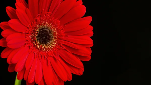 Schöne Gerbera-Blume auf schwarzem Hintergrund. — Stockfoto