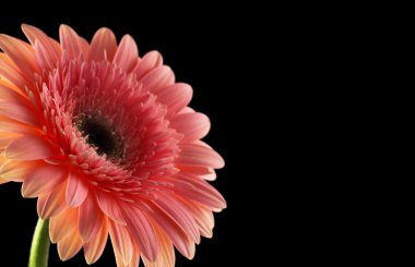 Siyah arka plan üzerine pembe gerber.