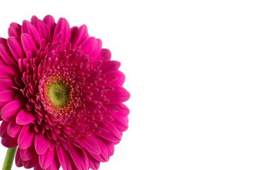 Beyaz Gerbera çiçek papatya.