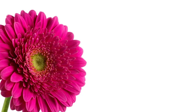 Gänseblümchen-Gerbera-Blume auf weiß. — Stockfoto