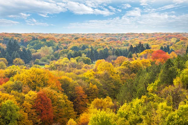 Vue aérienne de la forêt d'automne. — Photo