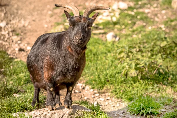 Parkta Alp dağ keçisi. — Stok fotoğraf