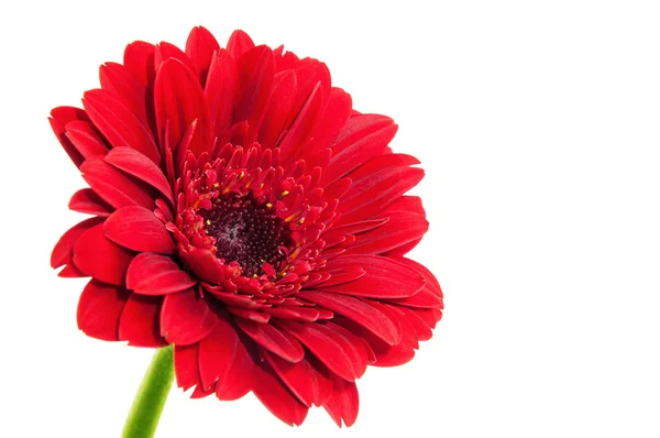 Rote Gerbera-Blume, isoliert auf weißem Hintergrund. — Stockfoto