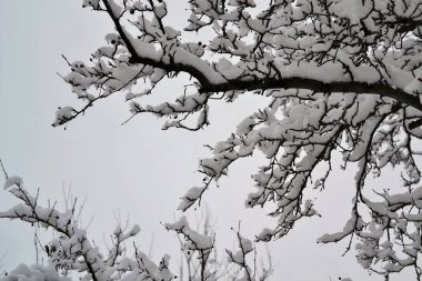 Karlı dalları olan birkaç ağaçlı kış manzarası
