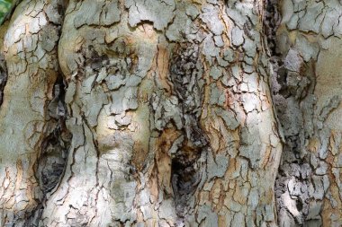 Kalın ve dalgalı ağaç gövdesinin arka planı kısmen güneş ışınlarıyla yıkanmış.
