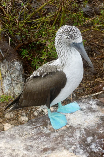 Blue-footed booby — Stock Photo, Image