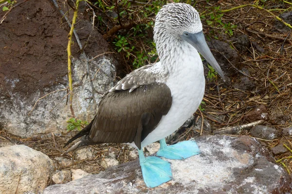 Blue-footed booby — Stock Photo, Image