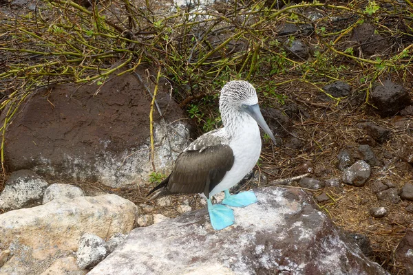 Blue-footed booby — Stock Photo, Image