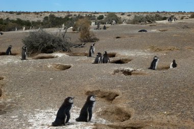 Macellan penguenleri