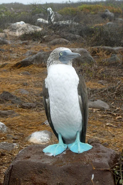 Blue-footed booby — Stock Photo, Image