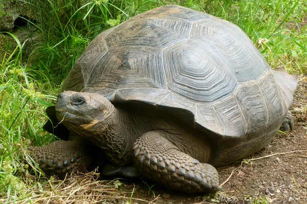 Galapagos kaplumbağası