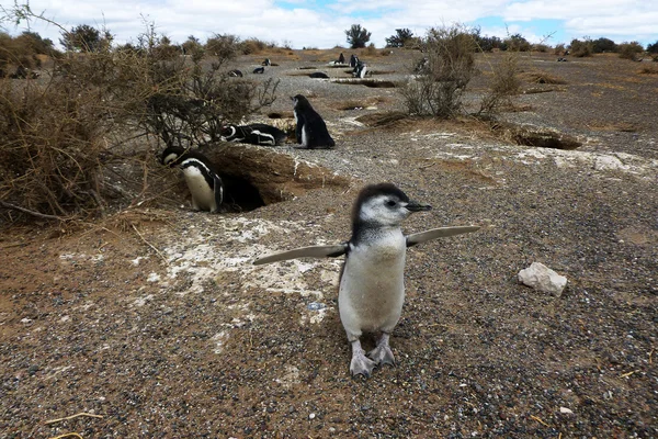 Baby pingvin — Stockfoto