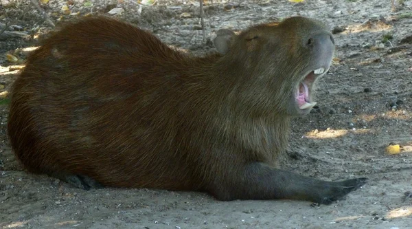 Capibara esneme — Stok fotoğraf