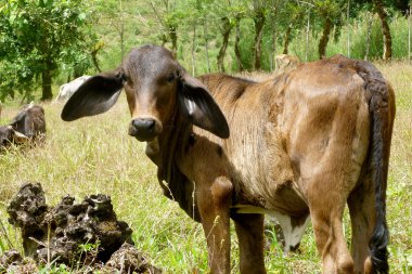 Genç kahverengi boğa