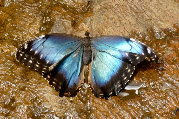 Μπλε πεταλούδα Morpho — Φωτογραφία Αρχείου