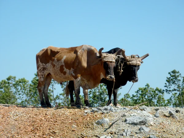 Two oxes — Stock Photo, Image