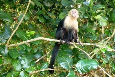 Capuchin