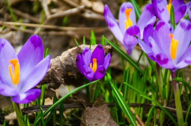 Kır çiçeği bitkisi