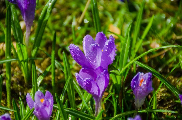 Fiore selvatico crocus — Foto Stock