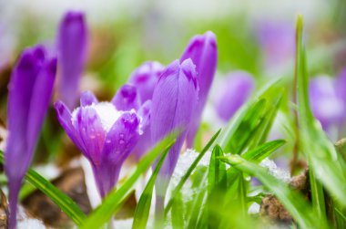 Kır çiçeği bitkisi