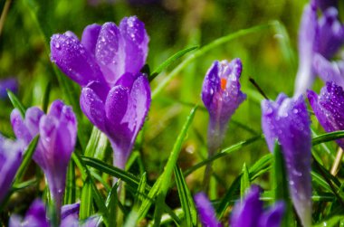 Kır çiçeği bitkisi