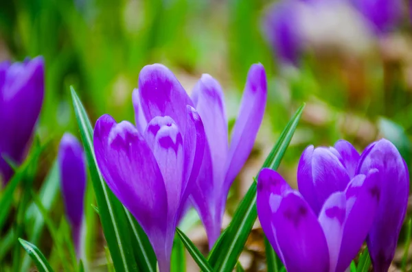 Kır çiçeği bitkisi