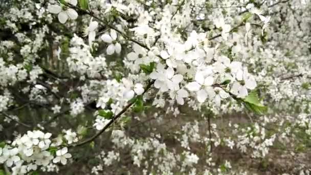 Las flores de primavera — Vídeo de stock