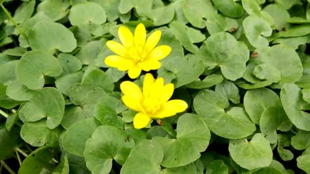 As flores de primavera — Vídeo de Stock