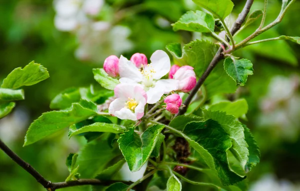 Apple-tree flower and sky